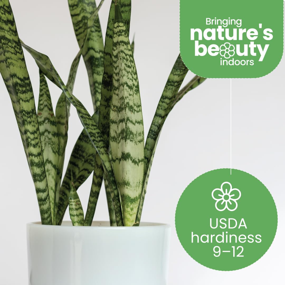 Amazon.com: American Plant Exchange Snake Plant Bundle – Large 10