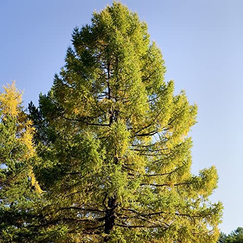 Japanse Pine Bonsai Seeds - Pinus Ponderosa Yellow Pine - Indoor Bonsai Zaden voor het planten van zaden Outdoor Plants Tuinieren Eco-vriendelijke geschenken 100 pcs - Afbeelding 5