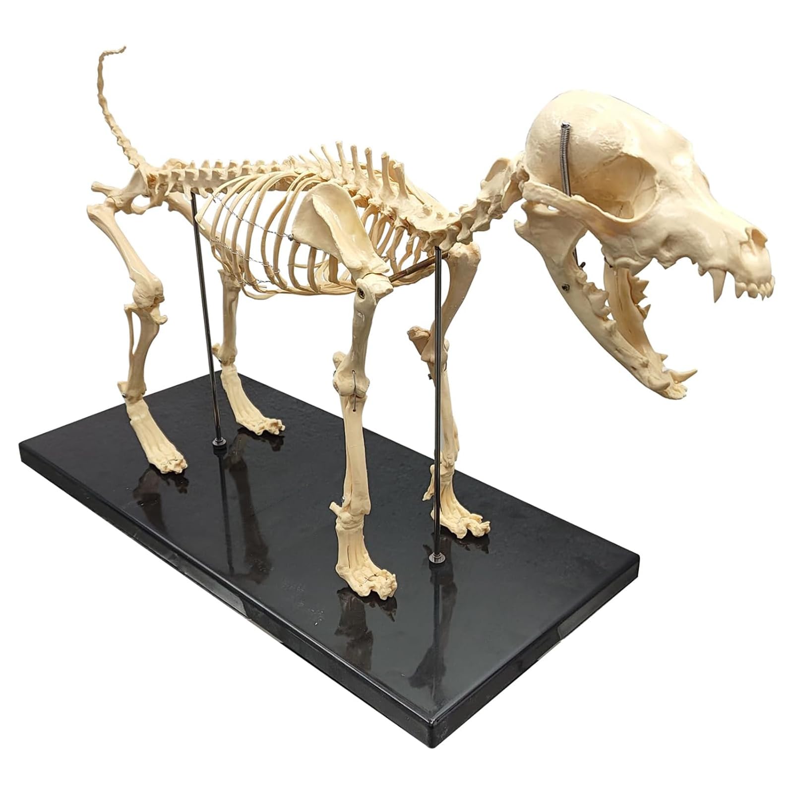 Model szkieletu psa - rozmiar 64 cm medyczny anatomiczny szkielet psa do nauczania weterynarii i prezentacji