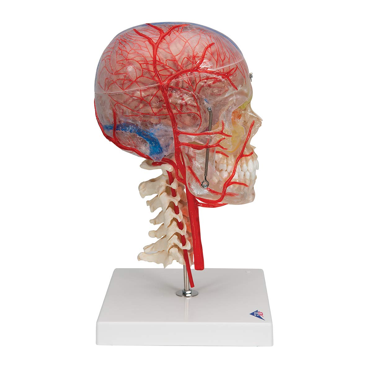 Side view of the 3B Scientific A283 Bonelike Human Skull Model, showing the transparent half with visible brain and vascular structures.