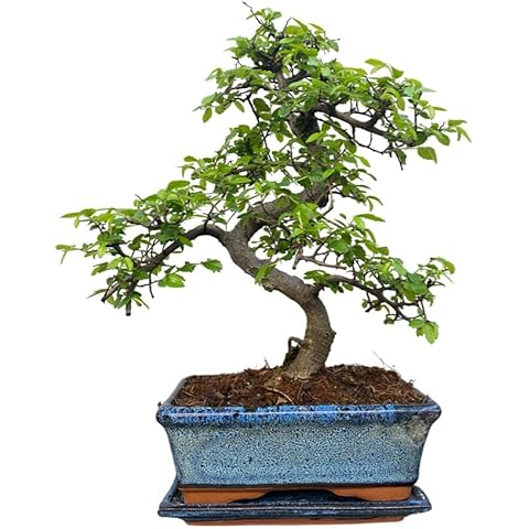 Chinese Elm Bonsai Tree - You Choose (9yr Chinese Elm) Cover