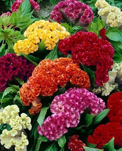Audbhidhi Flower Seeds Cockscomb dwarf mix flower seeds Pack of 50 Seeds (B0B77K7GMC) Amazon Price History, Amazon Price Tracker