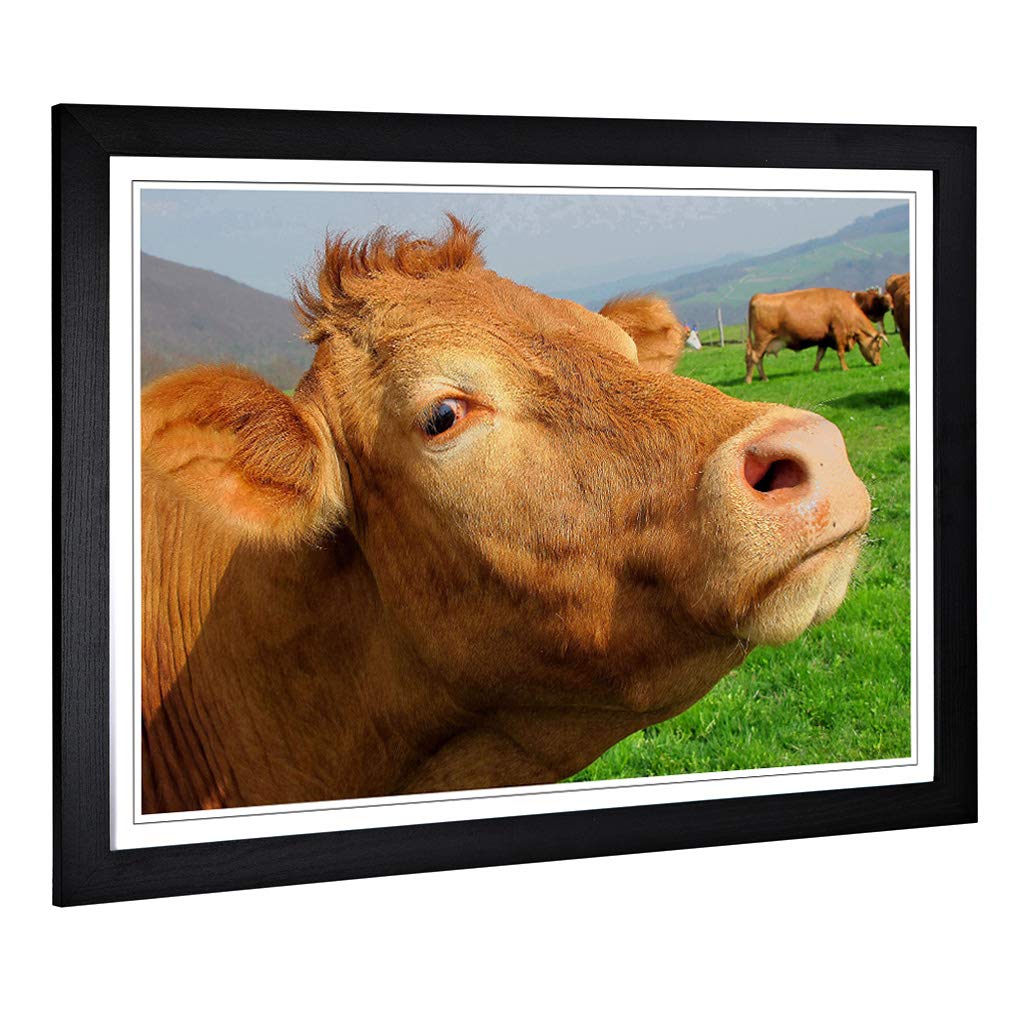 Big Box Art Framed Print of Cow in The Meadow (5) Design | Wall Art Picture | Home Decor for Kitchen, Living, Dining Room, Lounge, Bedroom, Hallway, Office, Black, A2 / 24.5x18 Inch / 62x45cm