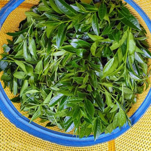 Oolong Chin-Shin Shanlinxi torréfaction légère Taiwan