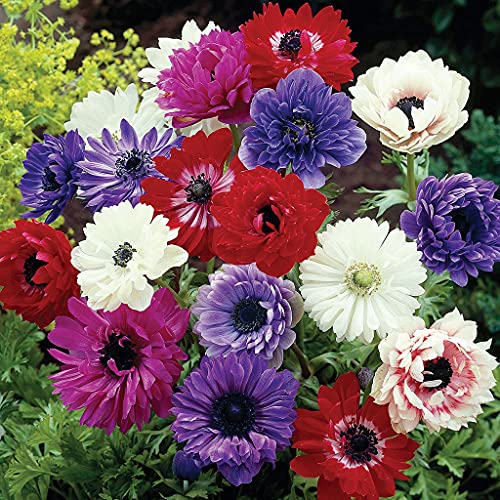 Anemones St. Brigid Mixed Wind Flowers