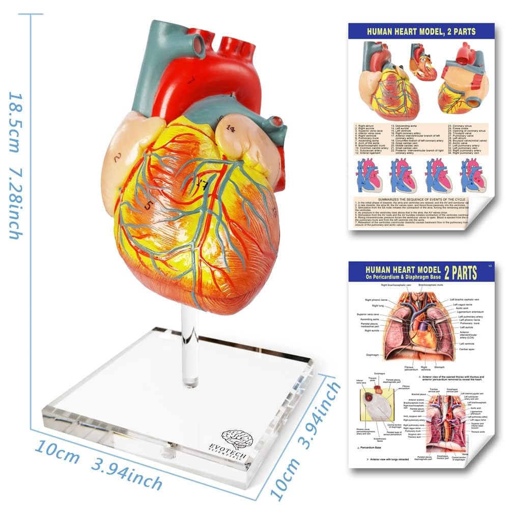 EVOTECH SCIENTIFIC Menschlicher Körper, Skelett, Herz, halbe Größe Schädel mit Gehirn-Anatomie-Modellen, bestes anatomisches Modell-Set, 4 handliche 3D-Modell-Studienwerkzeuge für Medizinstudenten
