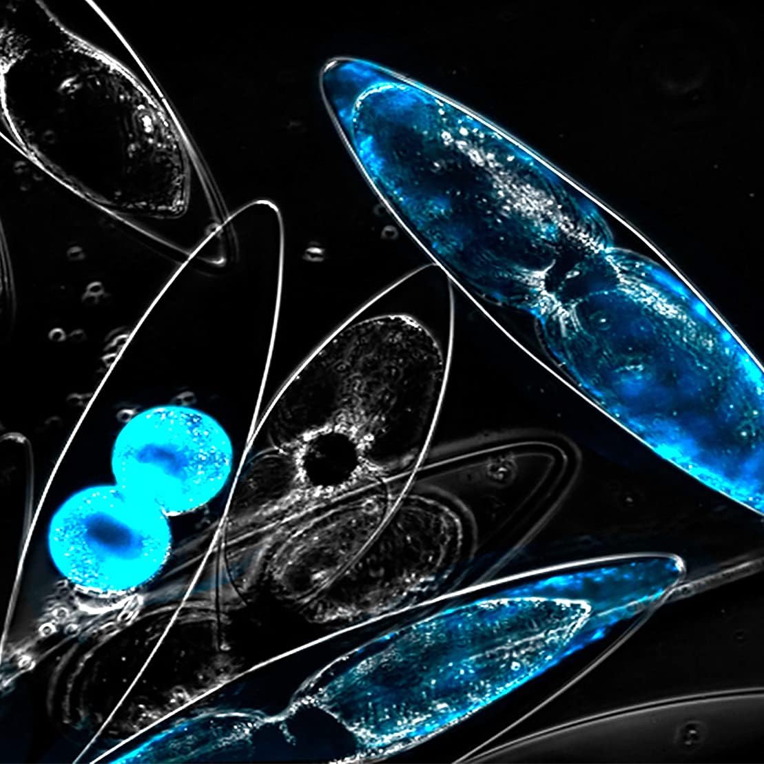 PyroFarms Easy to Grow - Enchanting bioluminescent Marine Plankton, PyroDino 3-Pack 20oz Glowing Plant-Plankton 600ml