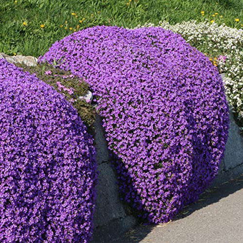 Welldales 50 Creeping Thyme Seeds Purple Trailing Basket Rock Cress Mat Forming UK Plant
