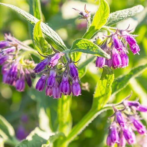 80+ Seeds Comfrey Symphytum Officinale Seeds for Planting-Plant & Grow Heirloom Non-GMO Herb in Your Home Garden