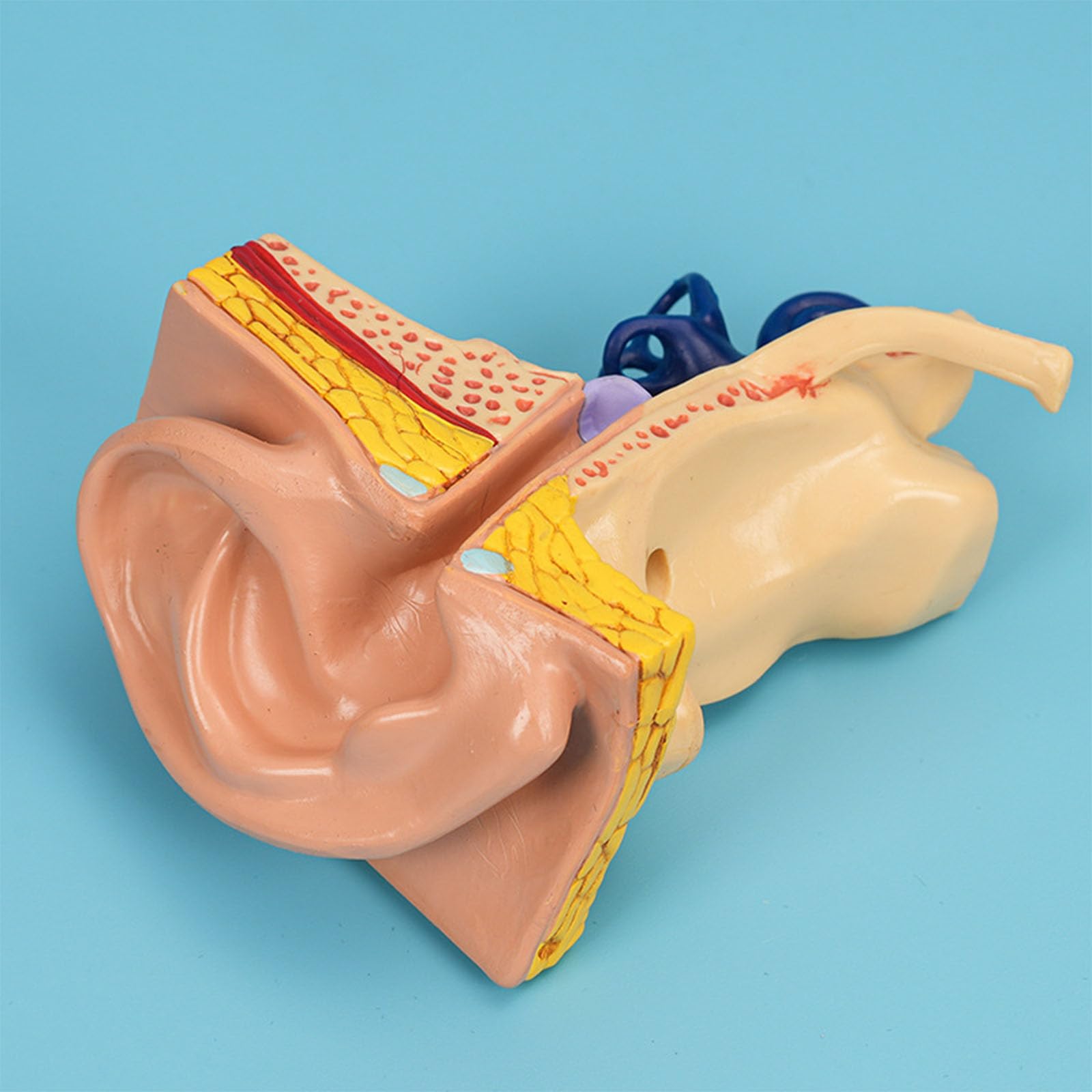 Model Anatomiczny Ucha Ludzkiego Zewnętrznego Środkowego Wewnętrznego Odłączalna Ślimak Kanały Półkoliste System Słuchowy Pomoc Dydaktyczna Laryngologia Z Oznakowanym Schematem