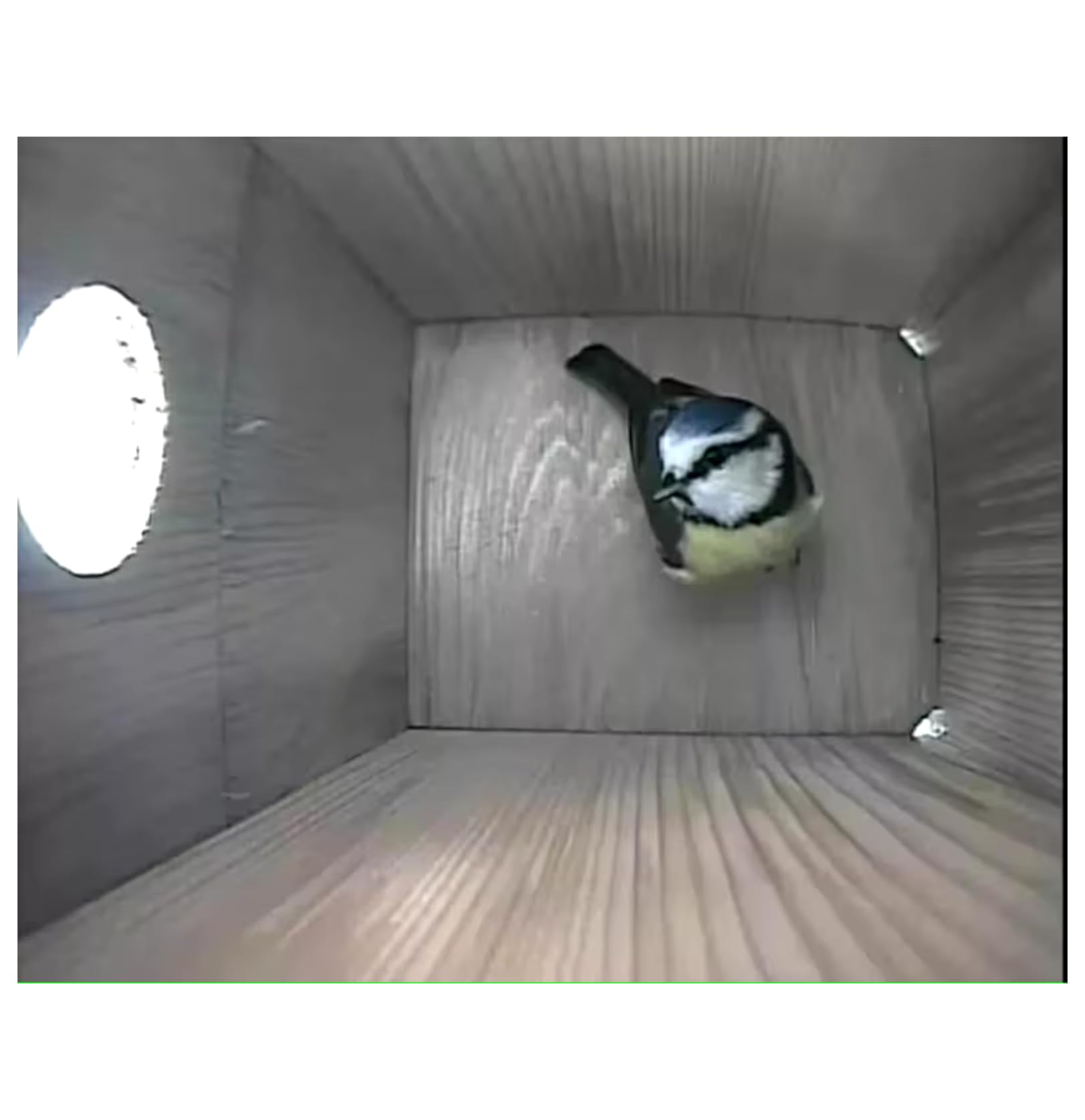 Smart Bird Box con fotocamera da 5 MP – Nido a energia solare per birdwatching dal vivo, rilevamento del movimento e acquisizione video, casetta per uccelli in legno resistente alle intemperie