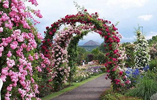 Rosenbogen Aus Metall, 240 Cm Hoch - Rankhilfe, Torbogen Für Garten, Grün Pulverbeschichtet, Von Tectake