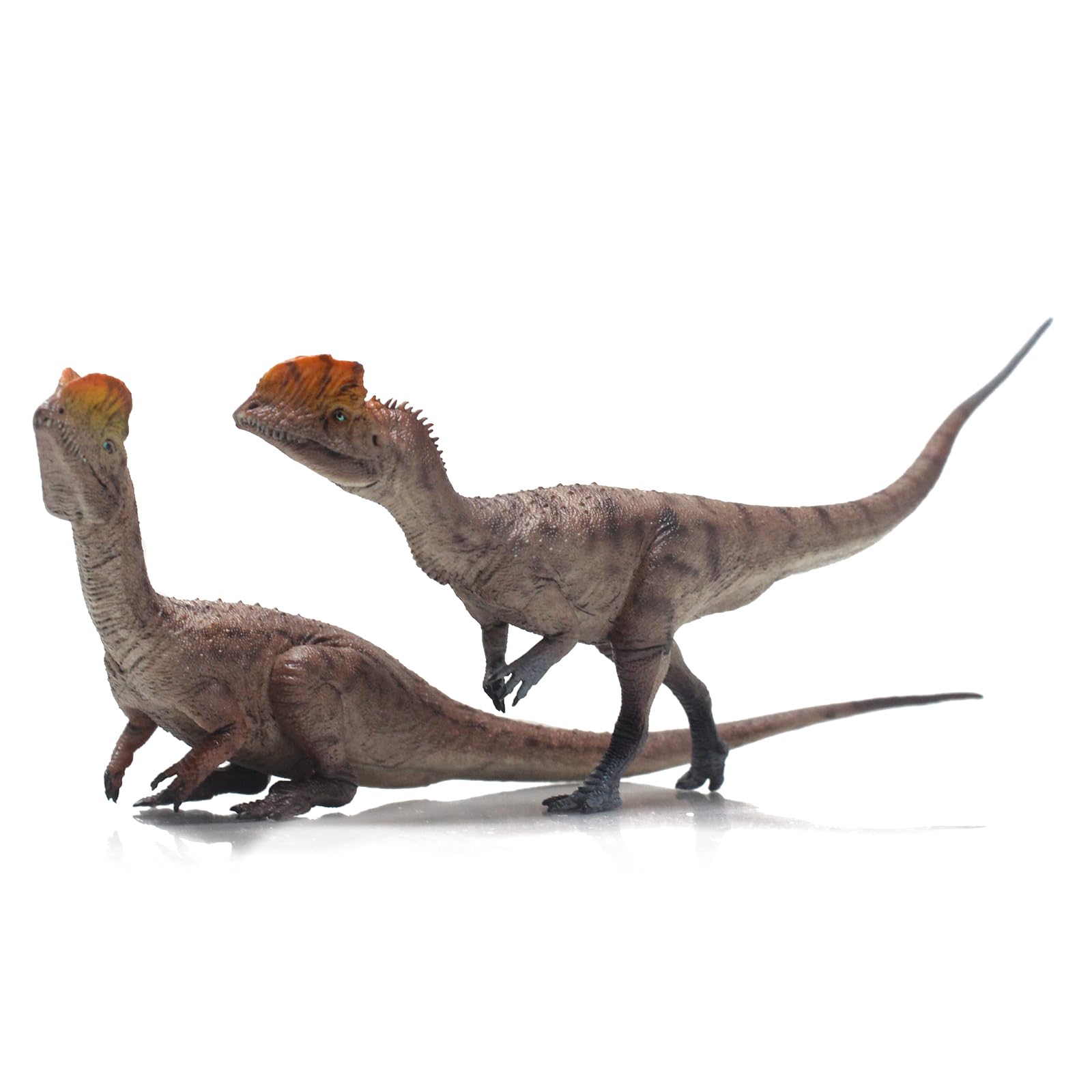 Amazon.co.jp: HAOLONGGOOD ディロフォサウルス(Sun Xin+Gu da sao