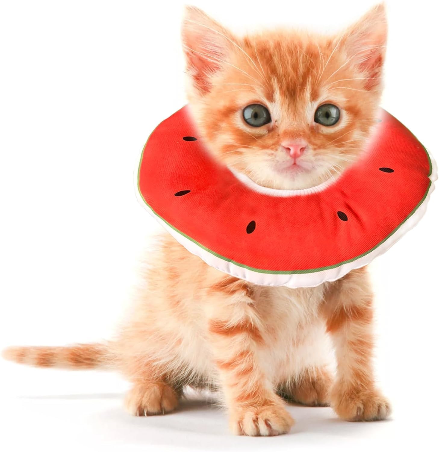 Jevnd XS Kitten Donut
