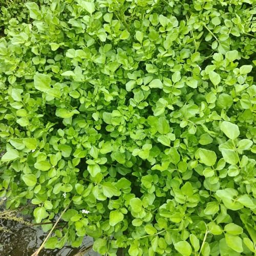 semi biologici di crescione, balcone perenni resistenti 120pcs