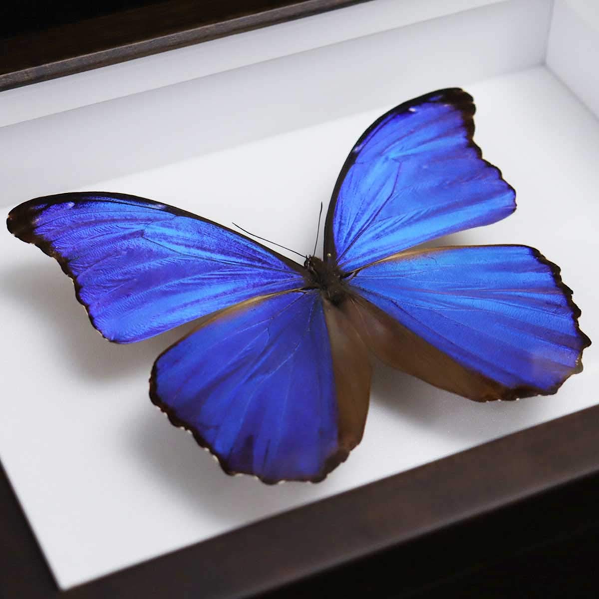Amazon.co.jp: 昆虫標本箱（ドイツ箱）昭和55年からの実績 ドイツ箱 