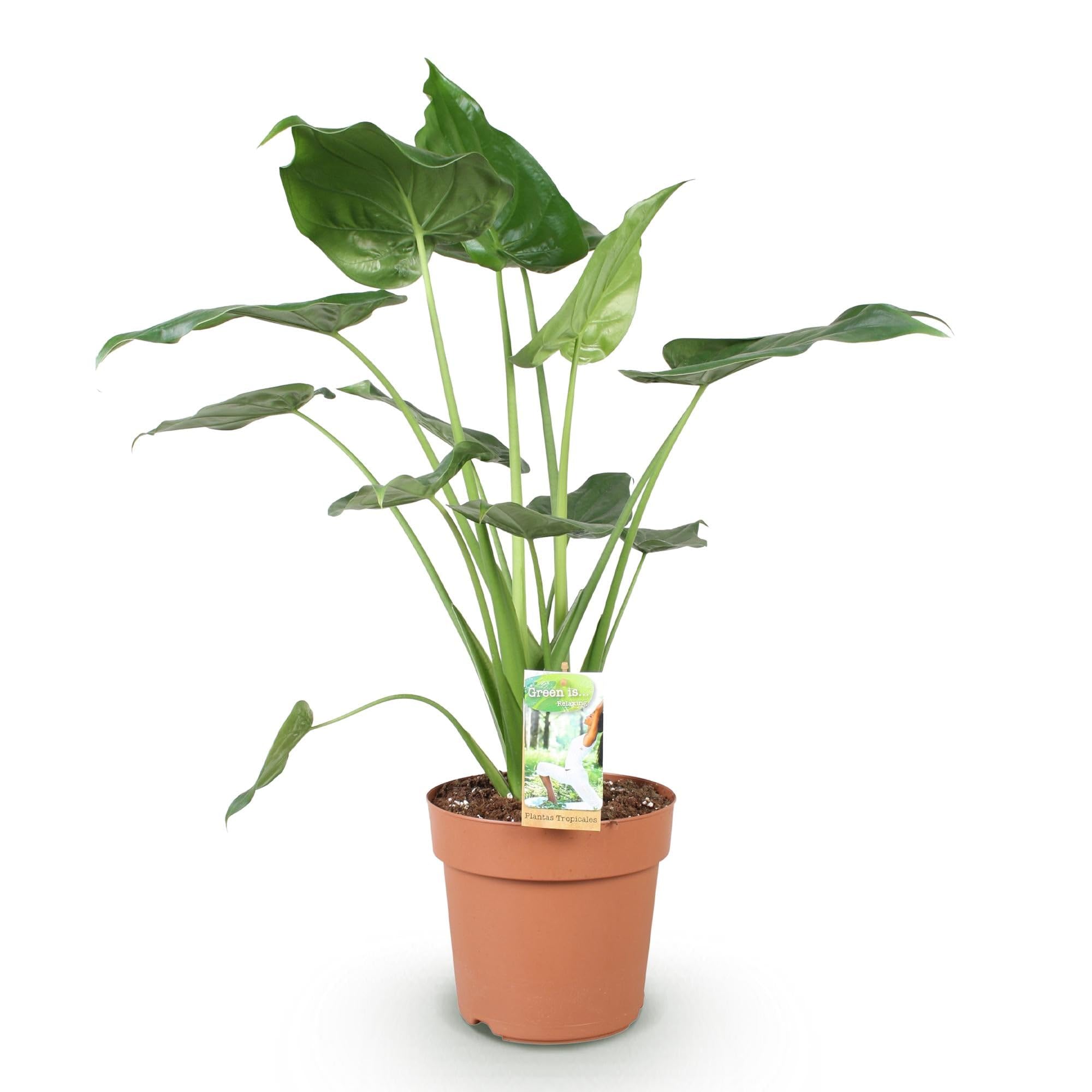 Alocasia Cucullata Buddhas Hand – 21cm – Höhe 65-70cm – Pflegeleichte grüne Zimmerpflanze mit herzförmigen Blättern für exotische Innenräume
