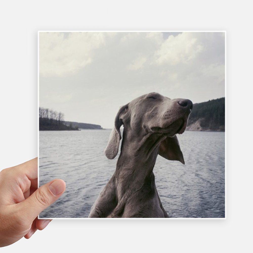 Pegatinas de perro gris DIYthinker pack de 4 vinilos cuadrados de 20cm para pared y maleta