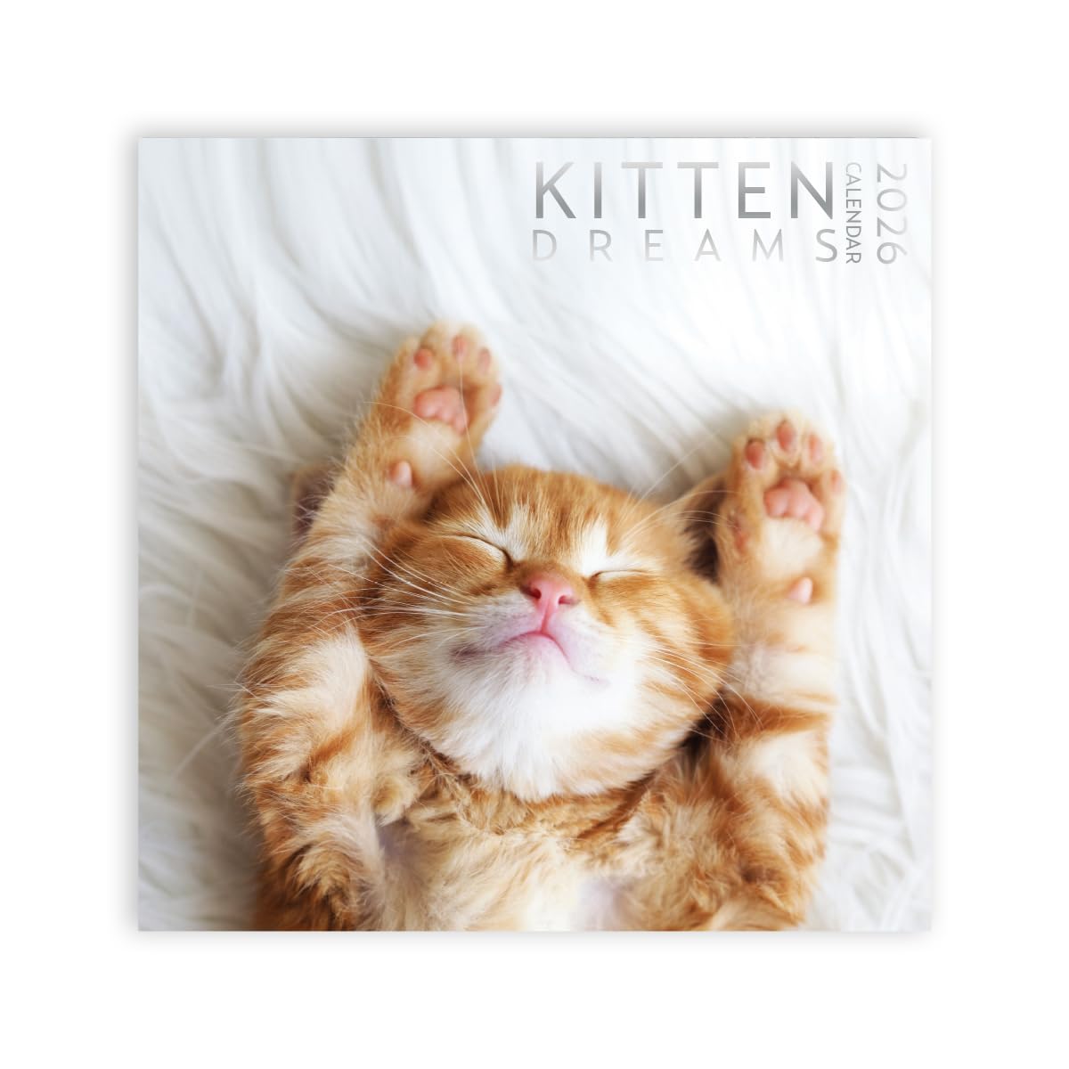 Kitten Calendar 2026, Kitten Square Large Wall Calendar 12 x 12 inch, Yearly Cat Lover's Calendar