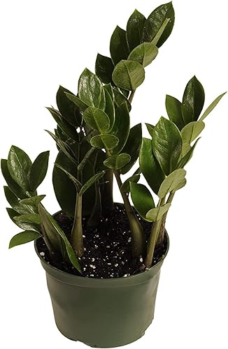 Miniatura 2 de Zamioculcas Zamiifolia Plant Maceta de 6 pies -'ZZ'/ Buena fortuna/Riqueza/ Plantas de la suerte