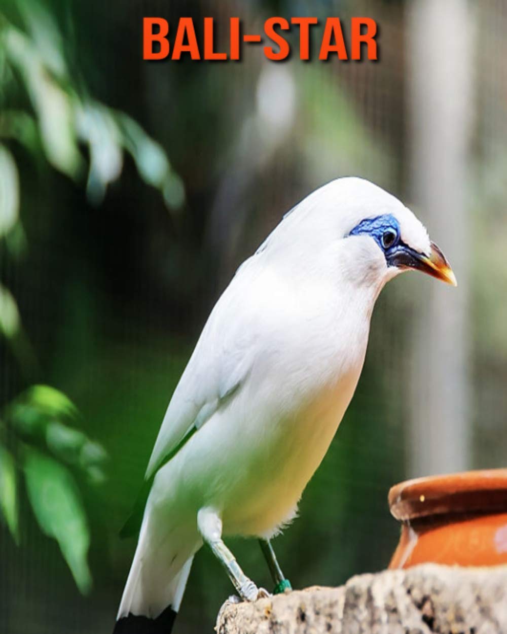 Bali-Star: Schöne Bilder & Kinderbuch mit interessanten Fakten über Bali-Star