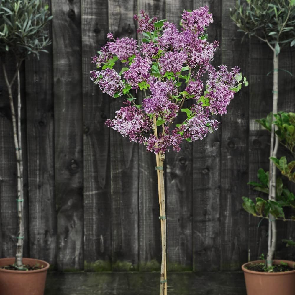 Lilac Syringa Dwarf Standard Potted Tree Meyeri Palibin Garden Plant ...