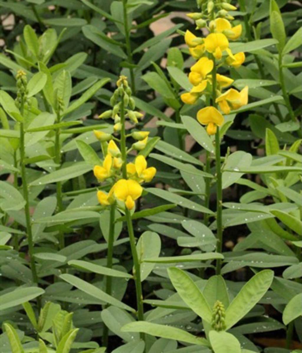 Creative Farmer Butterfly Chedi/Kilukkam Petti (Crotalaria Retusa) Outdoor Plant For Home Live (Healthy Live Plant) (B09SCT4LZZ) Amazon Price History, Amazon Price Tracker
