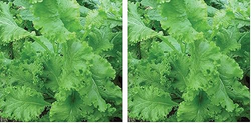 Burpee Southern Giant Curled Mostaza Semillas 500 semillas