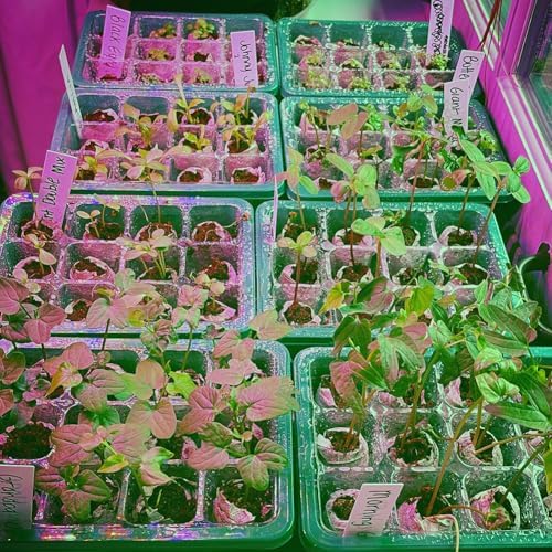 VOLINESSTI Peat Pellets 35mm 60 PCS, Seed Starter Peat, Compressed Seed Starting Pellets, Nutrient Block Potting Soil for Garden Planting, Flowers, Vegetables, Herbs - 5