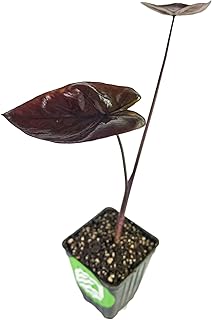 Black Sapphire Gecko Elephant Ear Live Plant - Colocasia