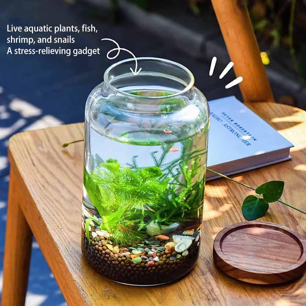 Juego de pecera de cristal, acuario en miniatura con planta hidropónica, ideal para peces betta, peces dorados, peces pequeños o camarones