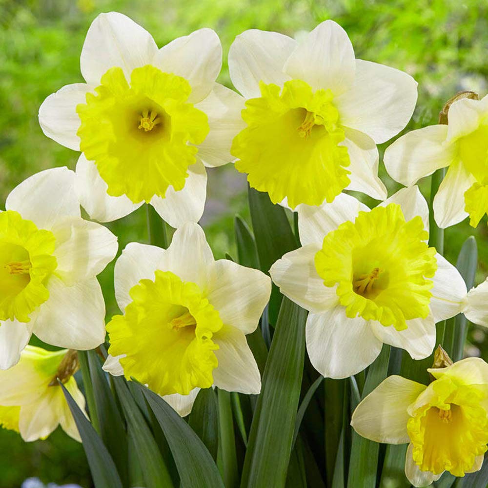 Daffodil Narcissus Bulbs Colors Root Flowering Rhizome Excellent Display Indoor Perennial Balcony Can Be Potted Aromatic Fragrant Delicate Fragrance (8PCS,C)
