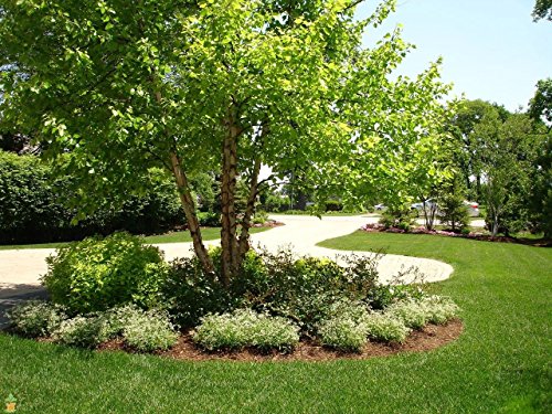 1 River Birch Multi-Stem Clump Tree (betulanigra) in Quart Pot BV