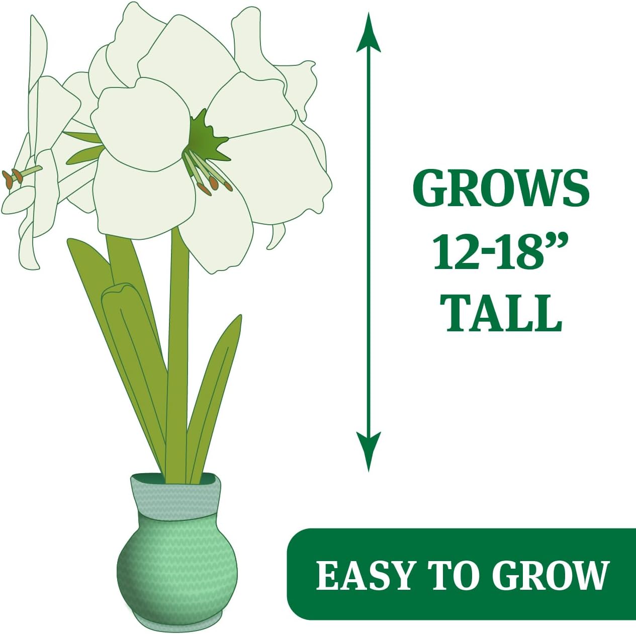 Pumpkin Patch Sweater Amaryllis Bulb – Autumn Pumpkin Sweater Gift Plant – Easy Indoor Growing, No Soil or Water Needed – Red Amaryllis Flowers Bloom in 4–8 Weeks