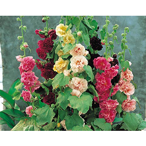 Hollyhock Hardy Garden Perennial Plant, Tall Upright Plants,
