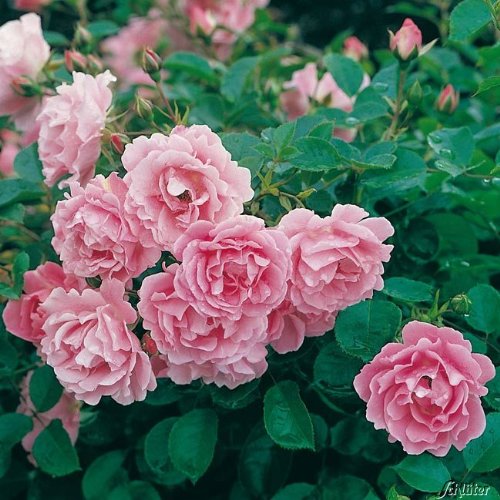 Rose Sommerwind- Bodendeckerrose reinrosanen Blüten - Kleinstrauchrose Pflanze Winterhart Halbschattig von Garten Schlüter - Pflanzen in Top Qualität