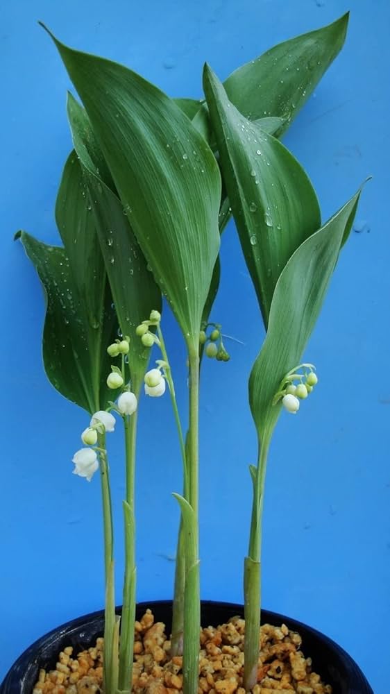 日本スズラン販売用 Kawasaki Ninja ZX-4R |スーパースポーツモデル|並列4気筒