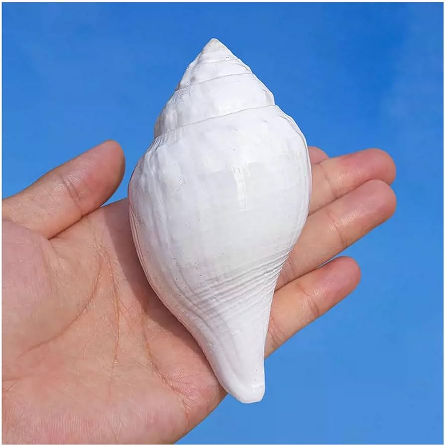 琉球*海のたね　白い巻貝　白い貝殻　C-1  【Bセット】 琉球*海のたね 白い巻貝 白い貝殻 C-1 【Bセット】 【公式通販】