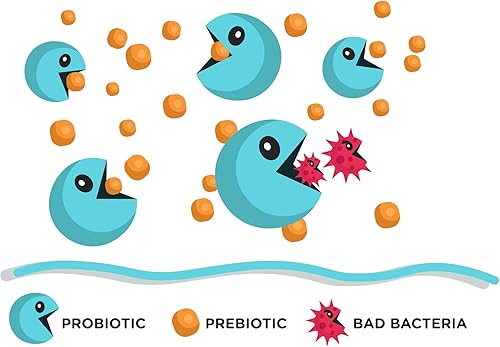 Miniatura 2 de Lean & Pure Olympian Labs - Prebiótico y probiótico extra fuerte, 50 mil millones de UFC, liberación retardada, paquete de 30 pestañas