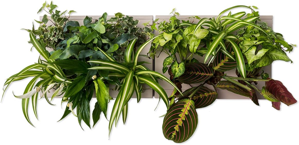 Ortisgreen HOH! DUO SMART, Two Wall Plant Pot Box, Wall Plant Holder, in Grey (ABS Plastic) and Support for Two HOH! in Stainless Steel, Natural Substrate and Instruction Included