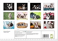 Vista 2 de Boston Terrier de colores 2022 (calendario mensual de pared 2024 11.7 x 16.5 pulgadas (abierto), calendario de 14 meses CALVENDO