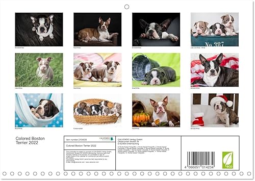 Miniatura 2 de Boston Terrier de colores 2022 (calendario mensual de pared 2024 11.7 x 16.5 pulgadas (abierto), calendario de 14 meses CALVENDO