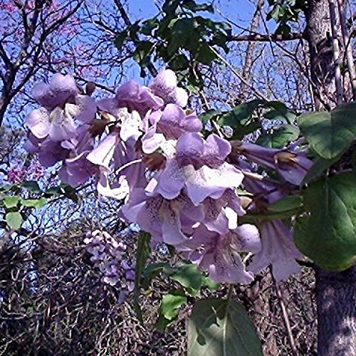Paulownia Fortunei | Dragon Tree | Fortunes Empress | Sapphire | 100_Seeds #TOP2