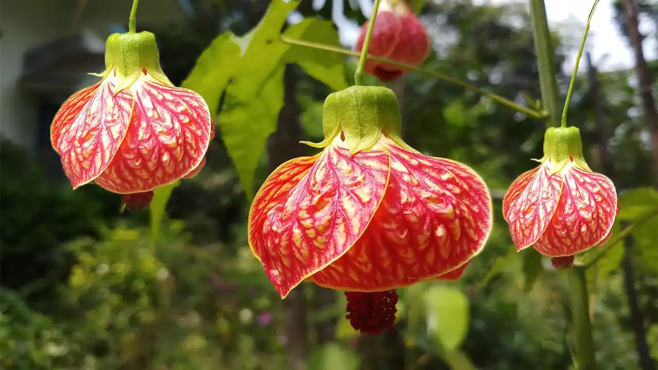 ONLINE PLANT BAZAR LANTERN HIBISCUS FLOWER LIVE PLANT (B0C8VFJ6PG) Amazon Price History, Amazon Price Tracker