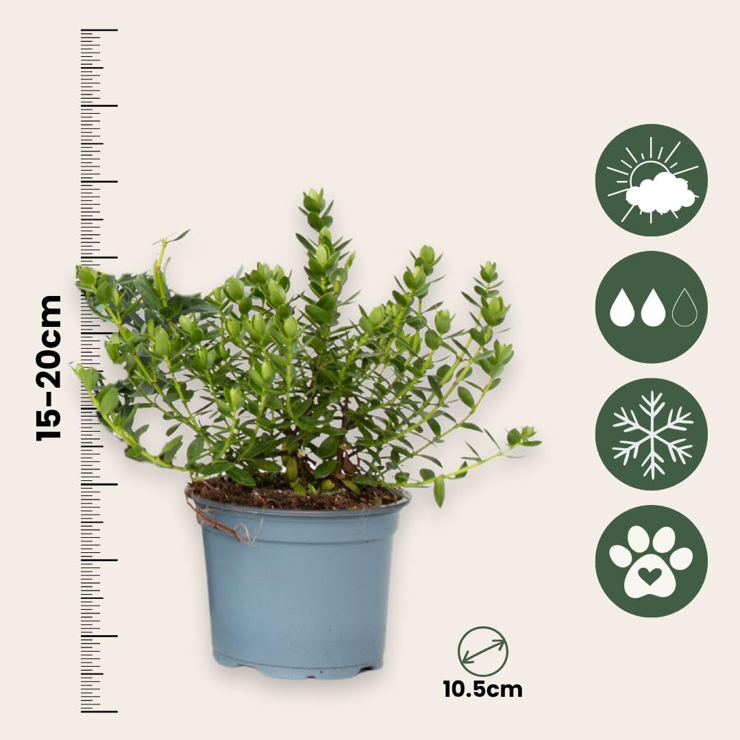 Plant