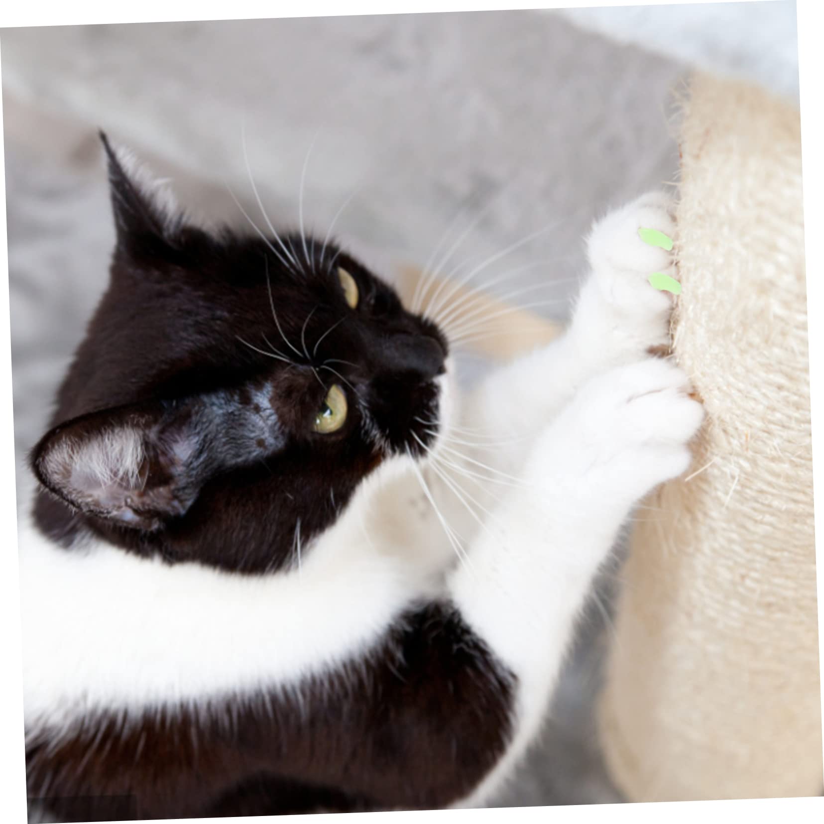 BESPORTBLE 50sätze Bunter Krallenschutz Für Katzen Und Hunde Teiliges Aus Lebensmittelechtem Silikon Einfach Anzubringen Schützt Möbel Vor Kratzern Für Katzenpflege Und Krallenpflege