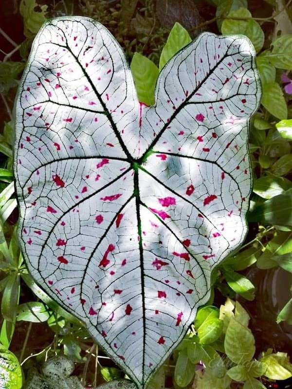 Crown Gallery® Flowers Bulbs Caladium Peppermint Leafy Plant Hybrid
