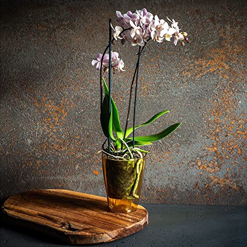 KADAX Blumentopf, schlanker Orchideentopf, Schlichter Pflanzkübel, Blumenkübel für Orchidee, Knabenkraut, Gänseblümchen… – Ansicht 3