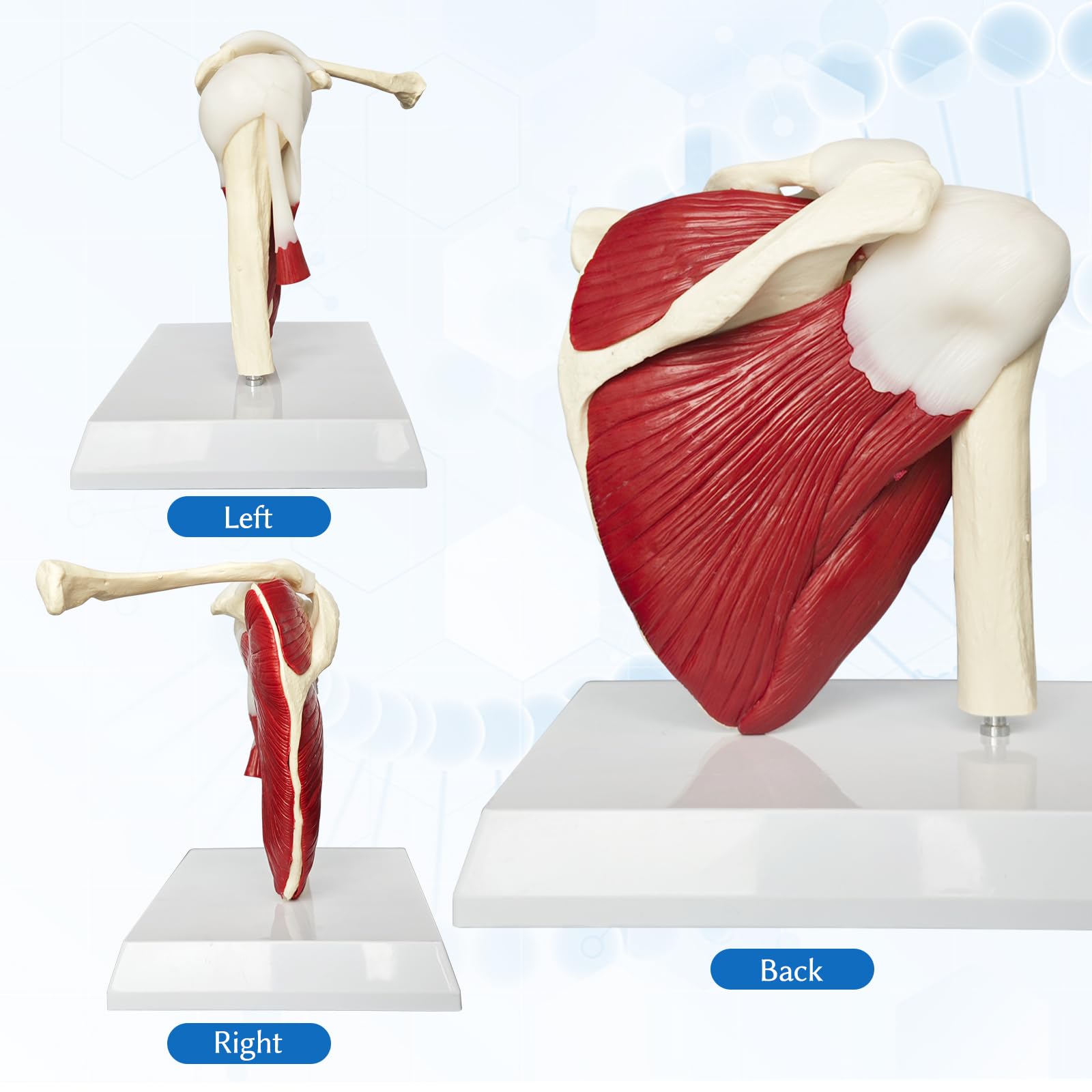 Schulter Modell Anatomie, Anatomisches Schultergelenk Modell Mit Muskeln Und Sehnen, Lebensgroßes Schulter Modell Für Die Medizinische Anatomie