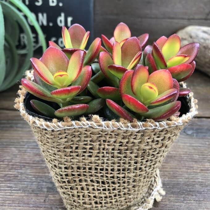 Amazon.co.jp: パリジェンヌ17 金のなる木 3号 金のなる木